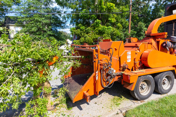 Best Tree Care Services  in Lincoln Park, MI